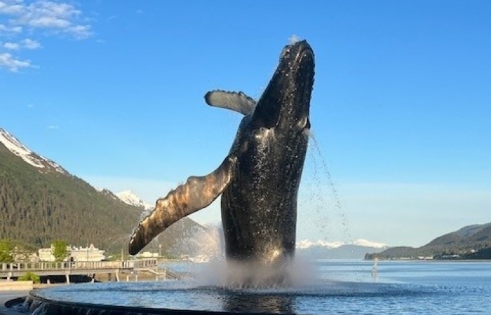 downtown juneau alaska whale water fountain