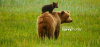 TRUE NORTH FEDERAL CREDIT UNION ALASKA BROWN GRIZZLY BEARS MOMMA BABY BEAR