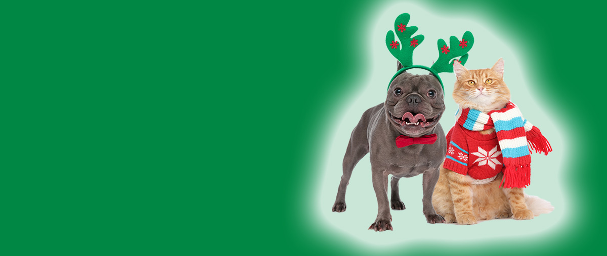 TRUE NORTH FEDERAL CREDIT UNION MEMBERS CHOICE HOLIDAY PERSONAL LOANS SPECIALS CATS AND DOGS