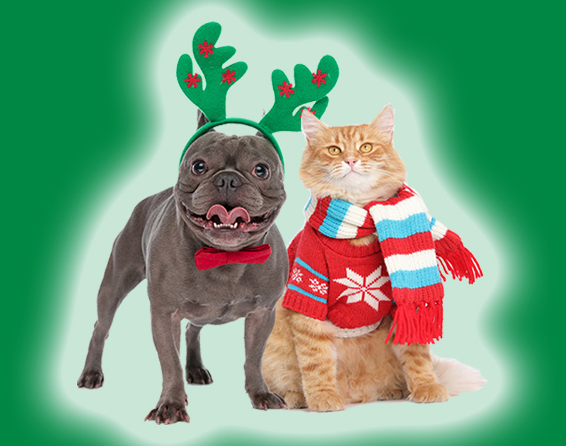 TRUE NORTH FEDERAL CREDIT UNION MEMBERS CHOICE HOLIDAY PERSONAL LOANS SPECIALS CATS AND DOGS