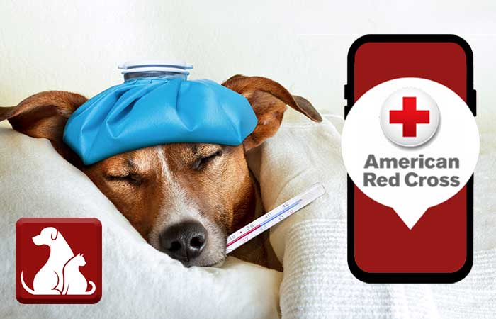 RTH FEDERAL CREDIT UNION MEMBERSHIP MATTERS BLOG RED CROSS FIRST AID PETS